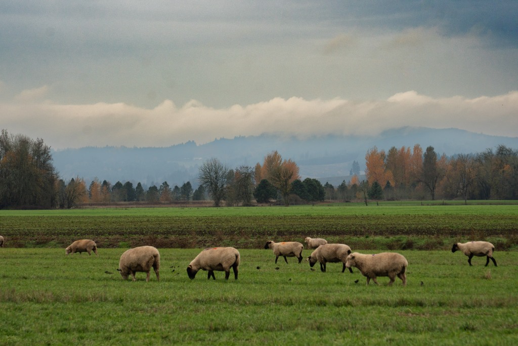An autumn background with herd of sheep