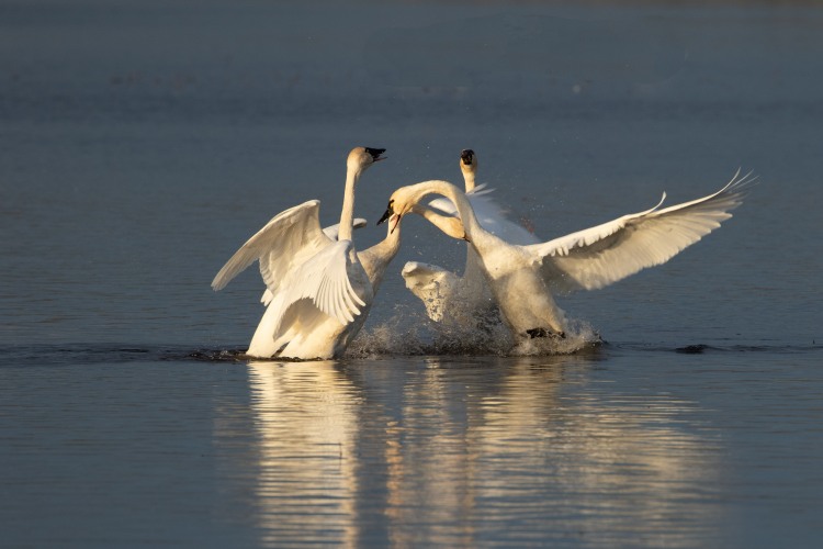 Tundra Swans brawling